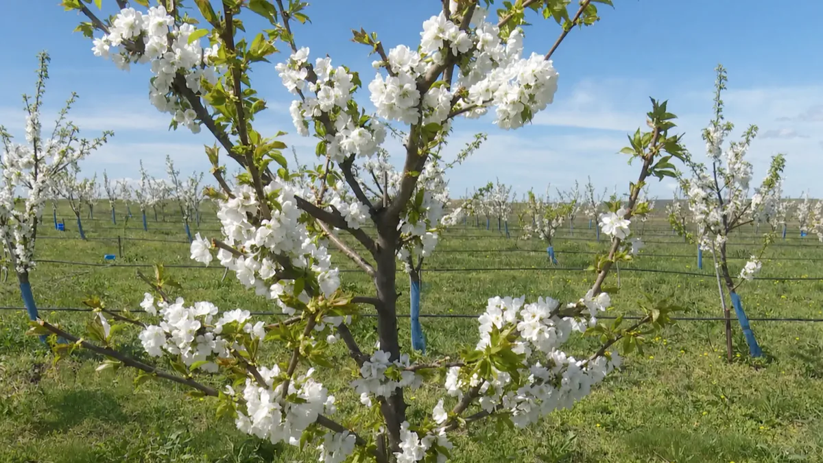 Ramură de cireș în floare într-o livadă tânără, cu pomii încă legați de araci