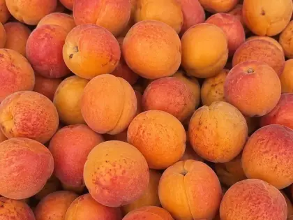 Ramură încărcată cu caise coapte
