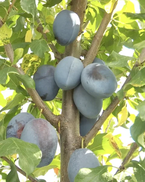 Prune vinete cu brumă, strânse pe creangă