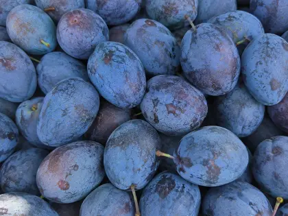 Prune coapte între frunzele pomului