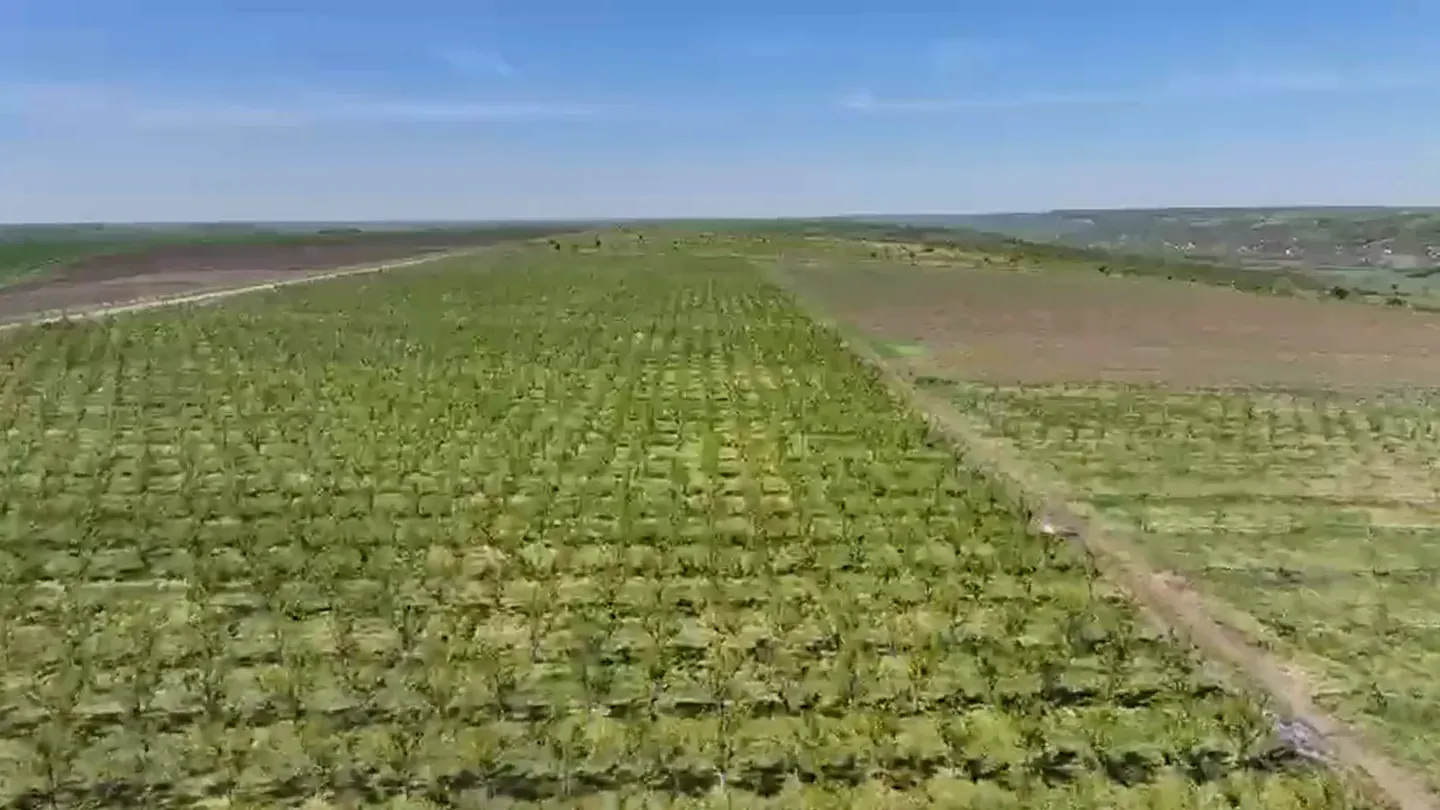 Drumul care intră în livadă, cu pomii de o parte și de alta