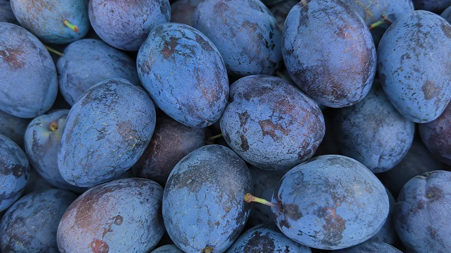 Prune brumate pe ramură, la sfârșitul verii