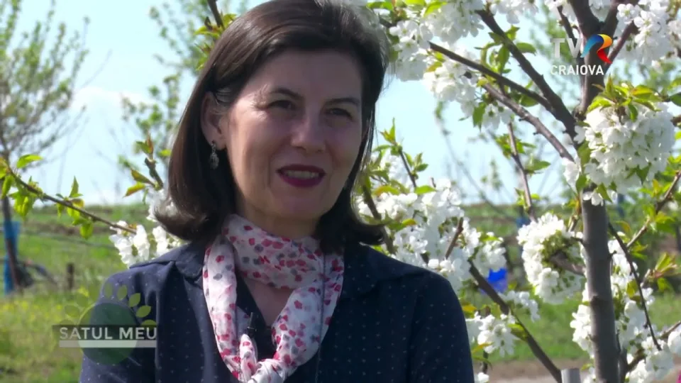 Miniatura interviului despre momentul culesului